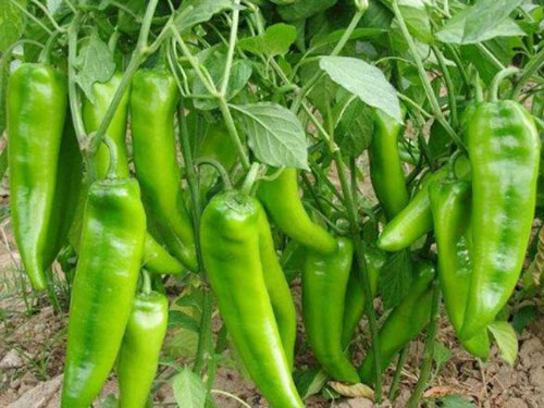 辣椒