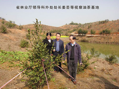 省林业厅领导科外处处长姜芸等视察油茶基地