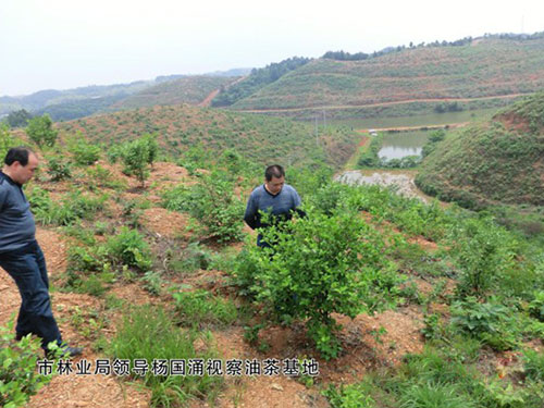 市林业局领导杨国涌视察油茶基地