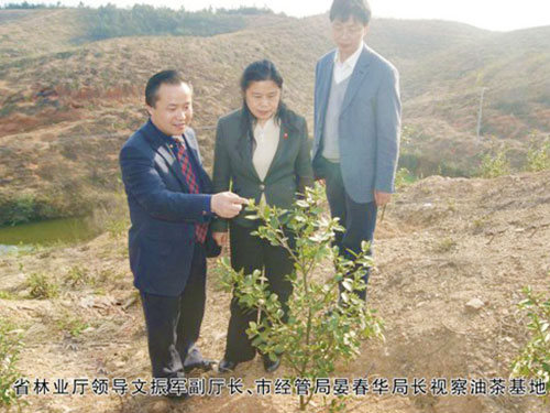省林业厅领导文振军副厅长、市经管局晏春华局长视察油茶基地