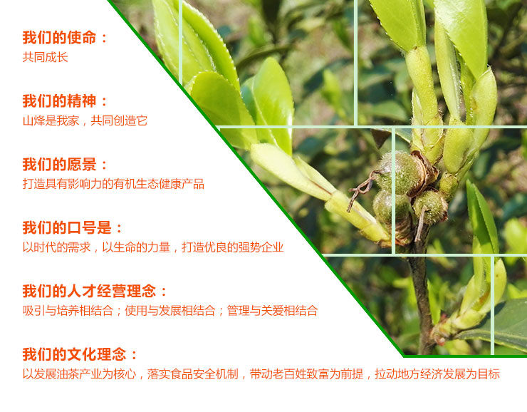 岳阳市山烽油茶专业合作社,岳阳油茶合作社,山烽油茶,油茶种植,艾叶,蔬菜,油茶