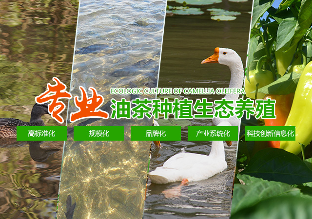 岳阳市山烽油茶专业合作社_岳阳油茶合作社|山烽油茶|油茶种植